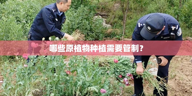 哪些原植物种植需要管制？