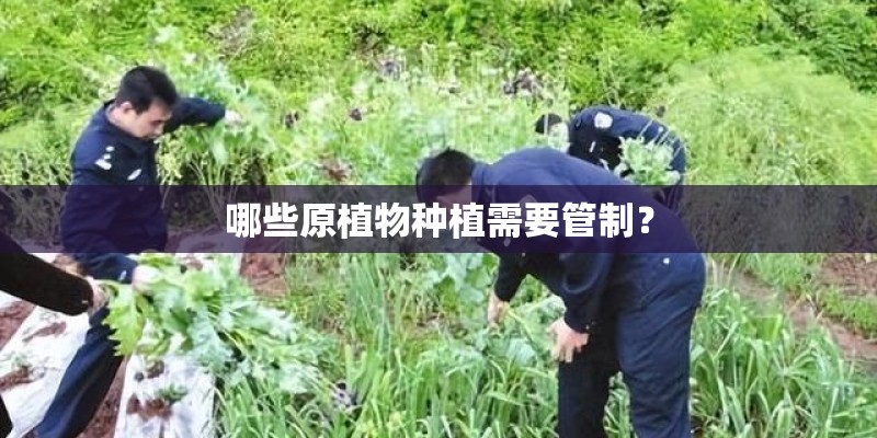 哪些原植物种植需要管制？