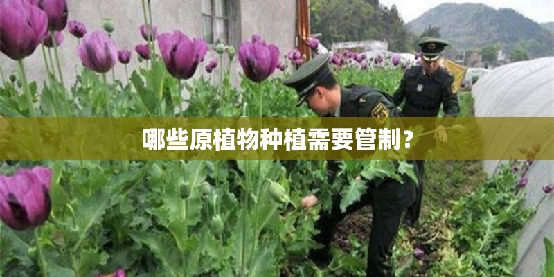 哪些原植物种植需要管制？