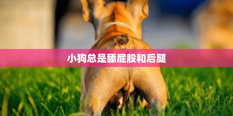 小狗总是舔屁股和后腿