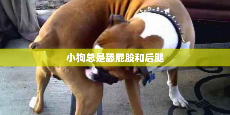 小狗总是舔屁股和后腿