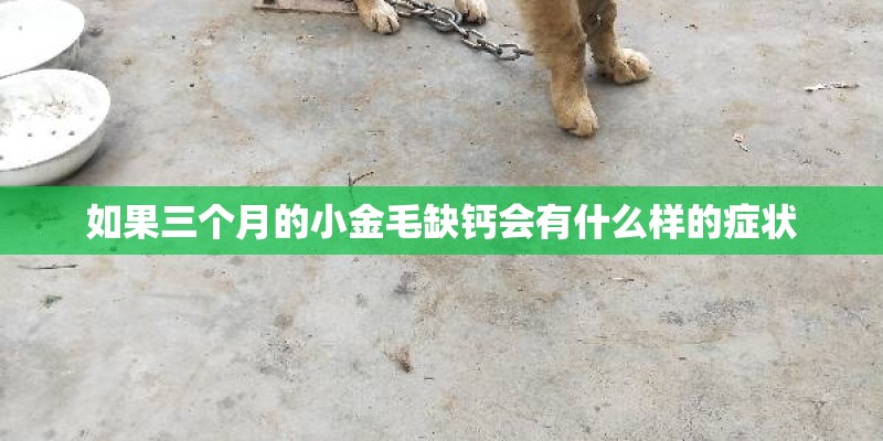 如果三个月的小金毛缺钙会有什么样的症状