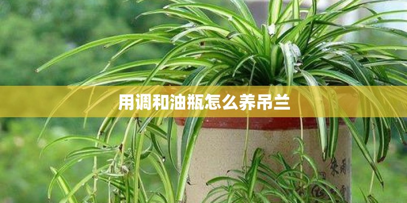 用调和油瓶怎么养吊兰