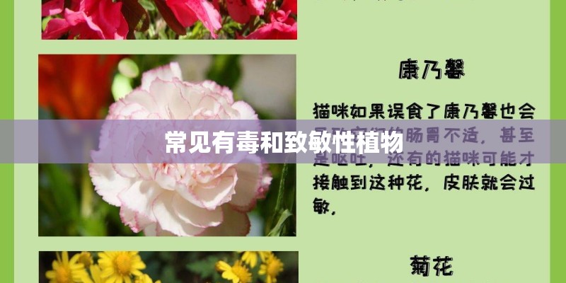常见有毒和致敏性植物