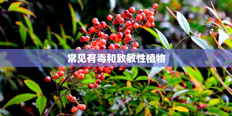 常见有毒和致敏性植物