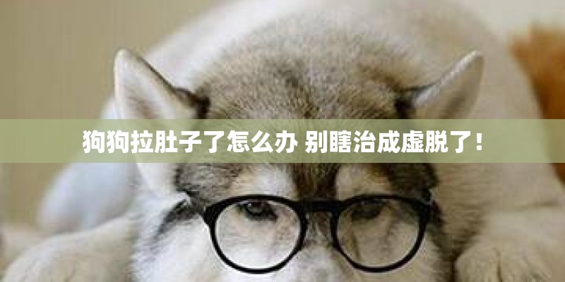 狗狗拉肚子了怎么办 别瞎治成虚脱了！