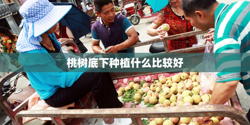 桃树底下种植什么比较好