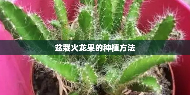 盆栽火龙果的种植方法