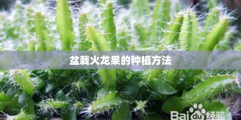 盆栽火龙果的种植方法