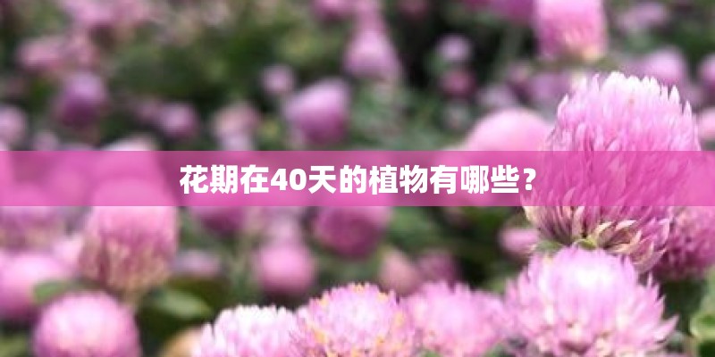 花期在40天的植物有哪些？