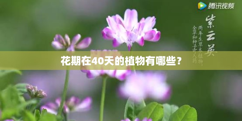 花期在40天的植物有哪些？