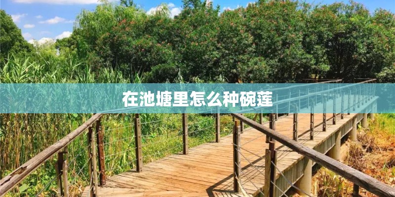 在池塘里怎么种碗莲