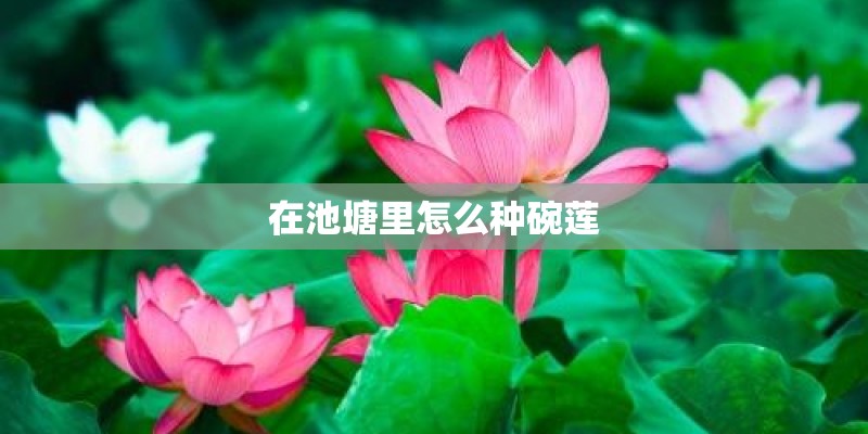 在池塘里怎么种碗莲