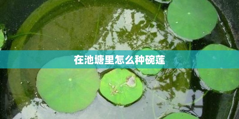 在池塘里怎么种碗莲