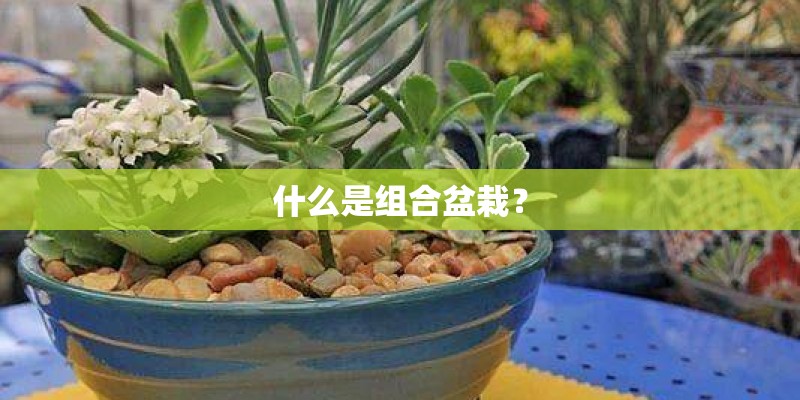 什么是组合盆栽？