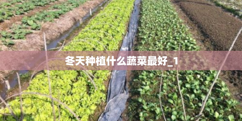 冬天种植什么蔬菜最好_1