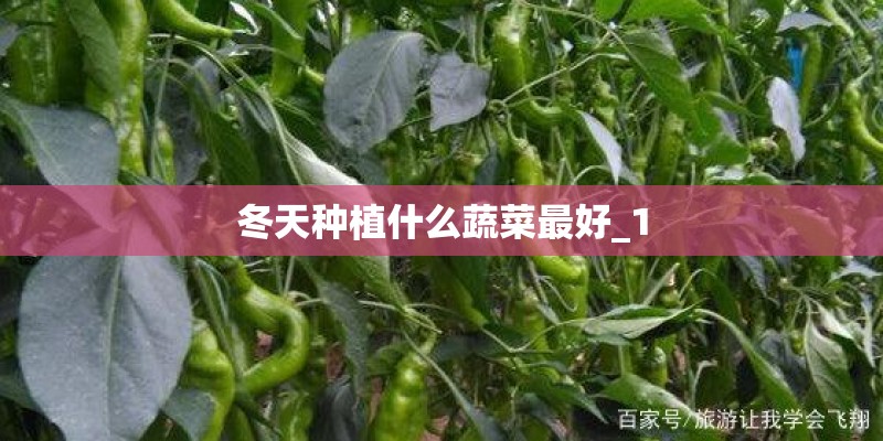 冬天种植什么蔬菜最好_1