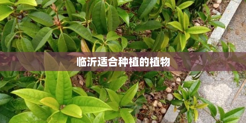 临沂适合种植的植物