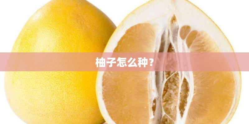柚子怎么种？