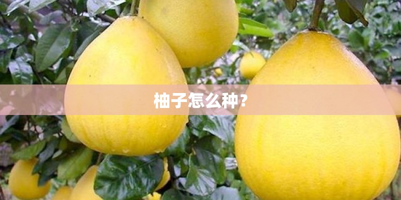 柚子怎么种？