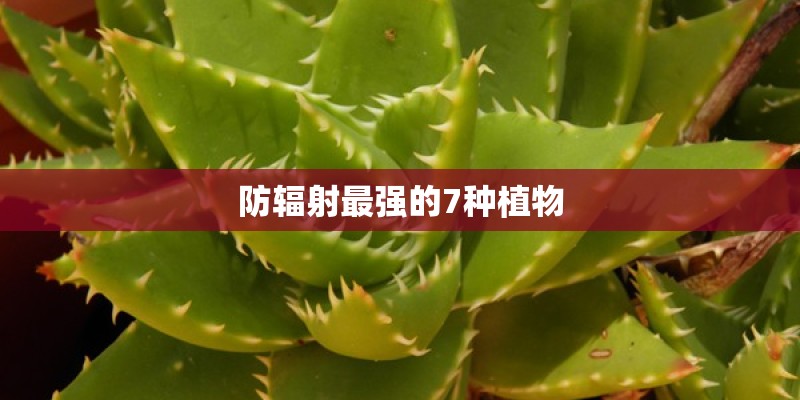 防辐射最强的7种植物