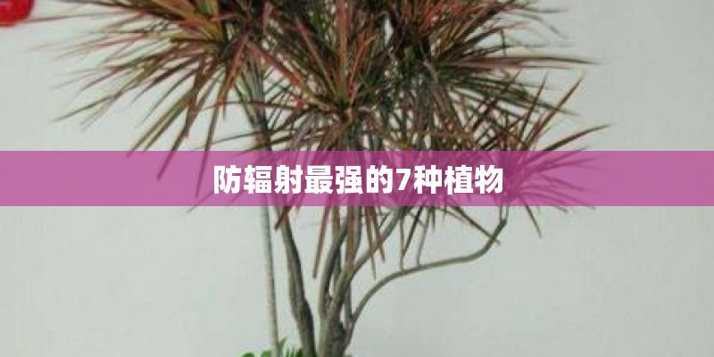 防辐射最强的7种植物
