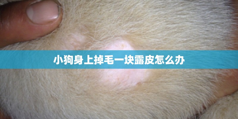 小狗身上掉毛一块露皮怎么办