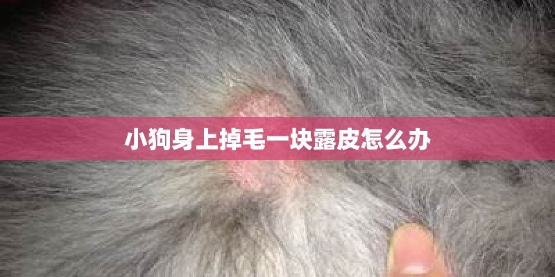 小狗身上掉毛一块露皮怎么办 小狗身上掉毛一块露皮怎么办
