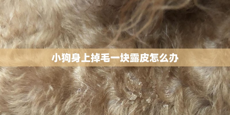 小狗身上掉毛一块露皮怎么办 小狗身上掉毛一块露皮怎么办