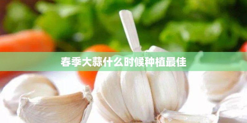 春季大蒜什么时候种植最佳