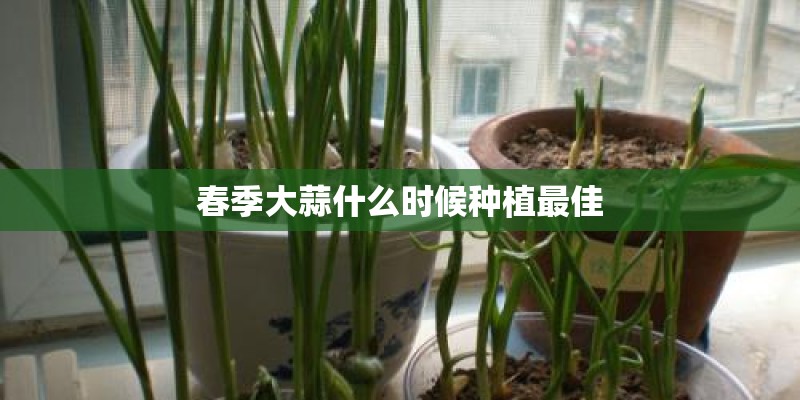 春季大蒜什么时候种植最佳