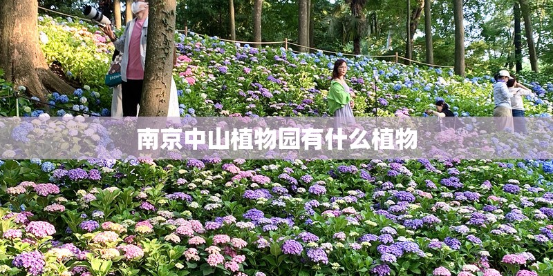 南京中山植物园有什么植物