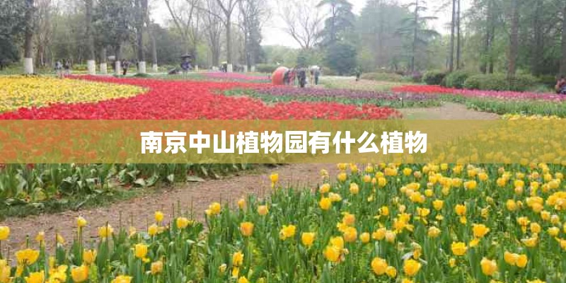 南京中山植物园有什么植物