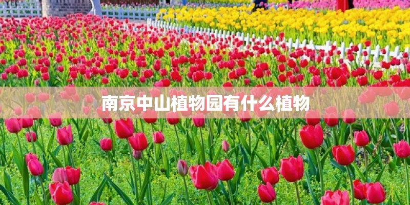南京中山植物园有什么植物