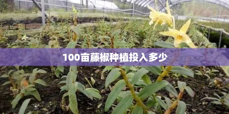 100亩藤椒种植投入多少