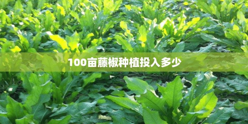 100亩藤椒种植投入多少 100亩藤椒种植投入多少