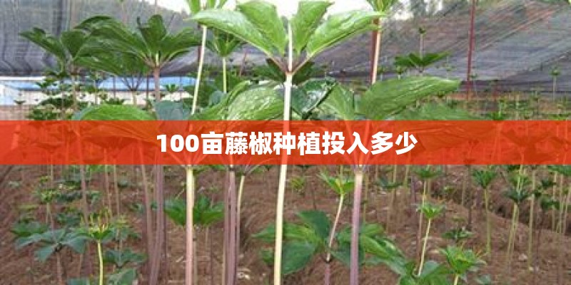 100亩藤椒种植投入多少 100亩藤椒种植投入多少