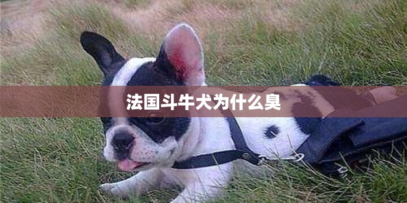 法国斗牛犬为什么臭