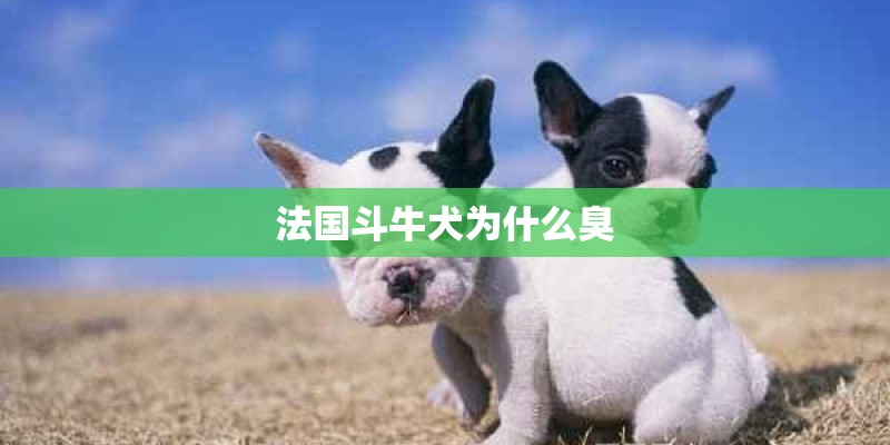 法国斗牛犬为什么臭