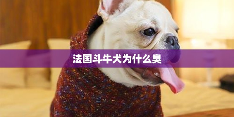 法国斗牛犬为什么臭