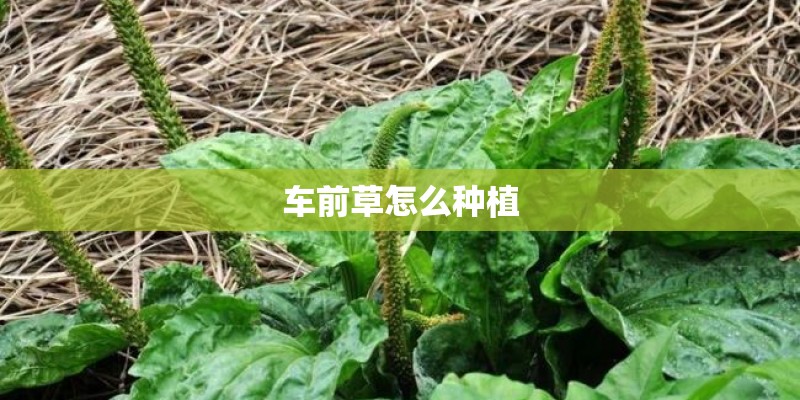 车前草怎么种植