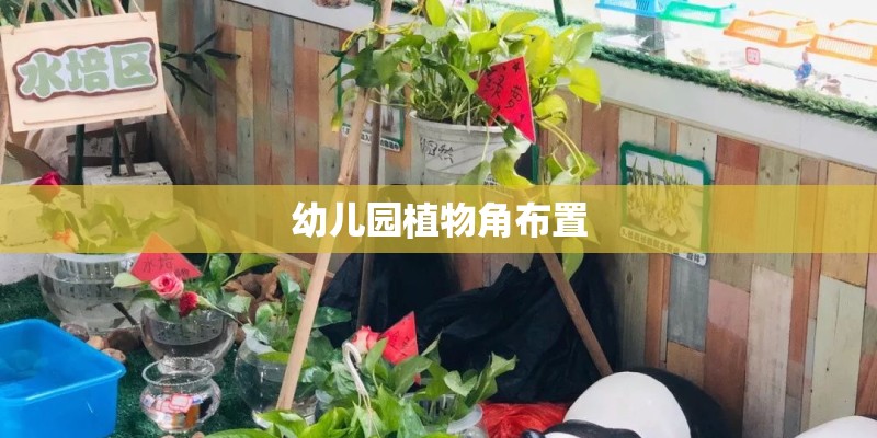 幼儿园植物角布置