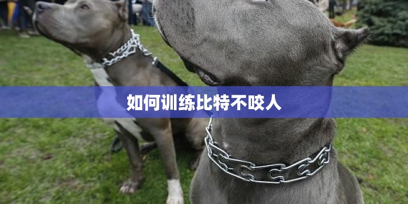 如何训练比特不咬人