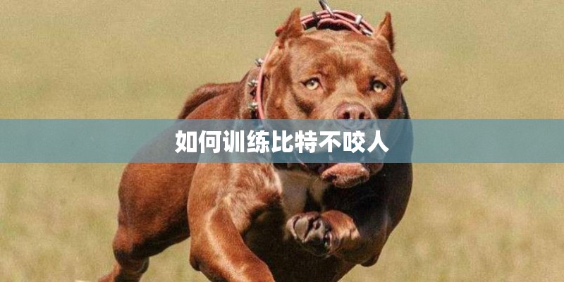 如何训练比特不咬人