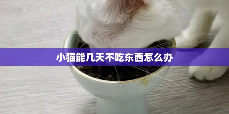 小猫能几天不吃东西怎么办