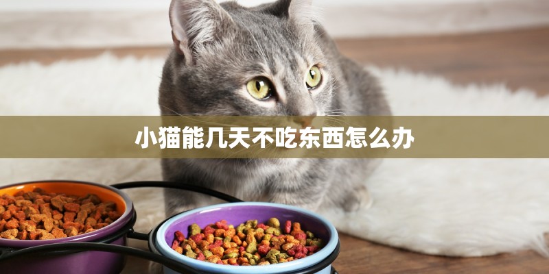 小猫能几天不吃东西怎么办