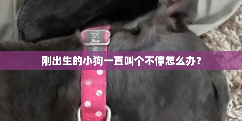 刚出生的小狗一直叫个不停怎么办？
