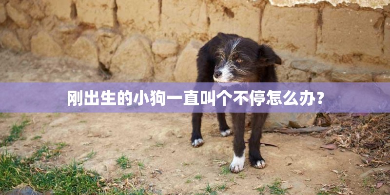 刚出生的小狗一直叫个不停怎么办？