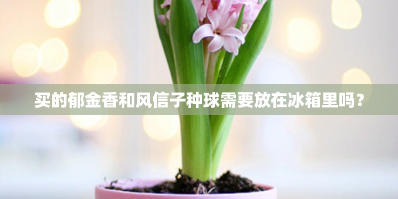 买的郁金香和风信子种球需要放在冰箱里吗？