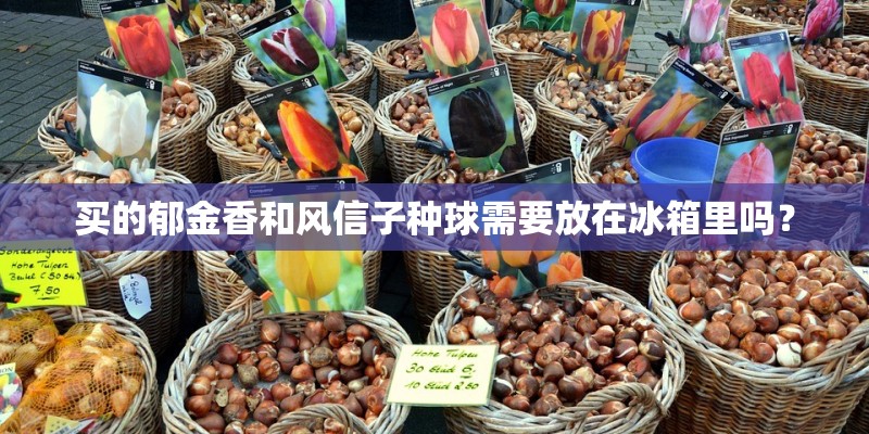 买的郁金香和风信子种球需要放在冰箱里吗？